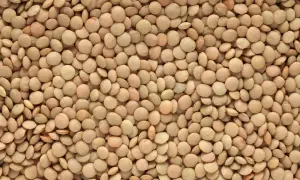 Close-up of a pile of small, round, light brown lentils.