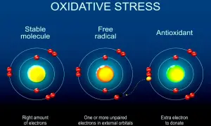 Illustration visar hur fria radikaler kan skada huden. En instabil molekyl med en oparad elektron söker en annan, medan en antioxidant donerar en elektron för att stabilisera.