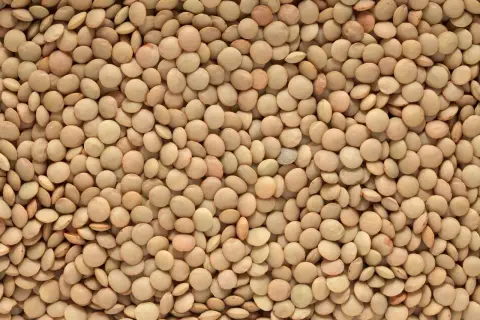 Close-up of a pile of small, round, light brown lentils.