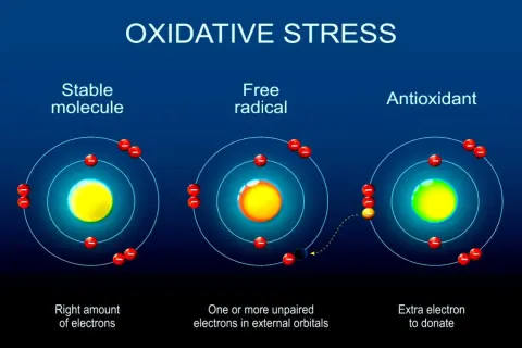 Illustration visar hur fria radikaler kan skada huden. En instabil molekyl med en oparad elektron söker en annan, medan en antioxidant donerar en elektron för att stabilisera.