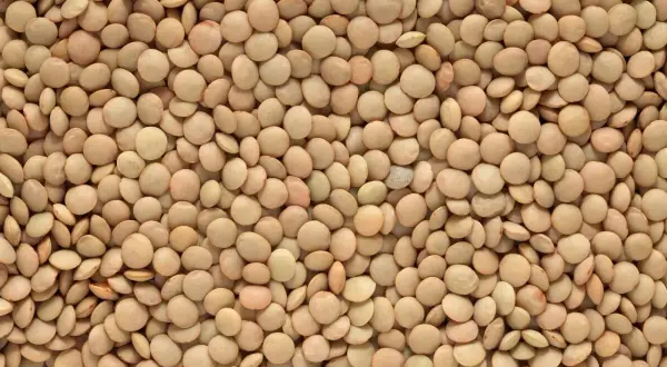 Close-up of a pile of small, round, light brown lentils.