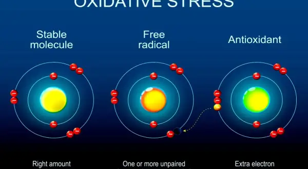 Illustration visar hur fria radikaler kan skada huden. En instabil molekyl med en oparad elektron söker en annan, medan en antioxidant donerar en elektron för att stabilisera.