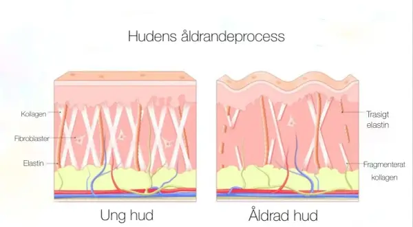 Illustration visar hur kollagen i huden bryts ner med åldern, vilket påverkar hudens elasticitet och utseende.
