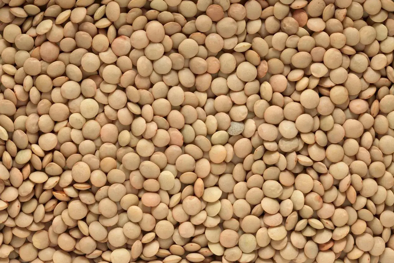 Close-up of a pile of small, round, light brown lentils.