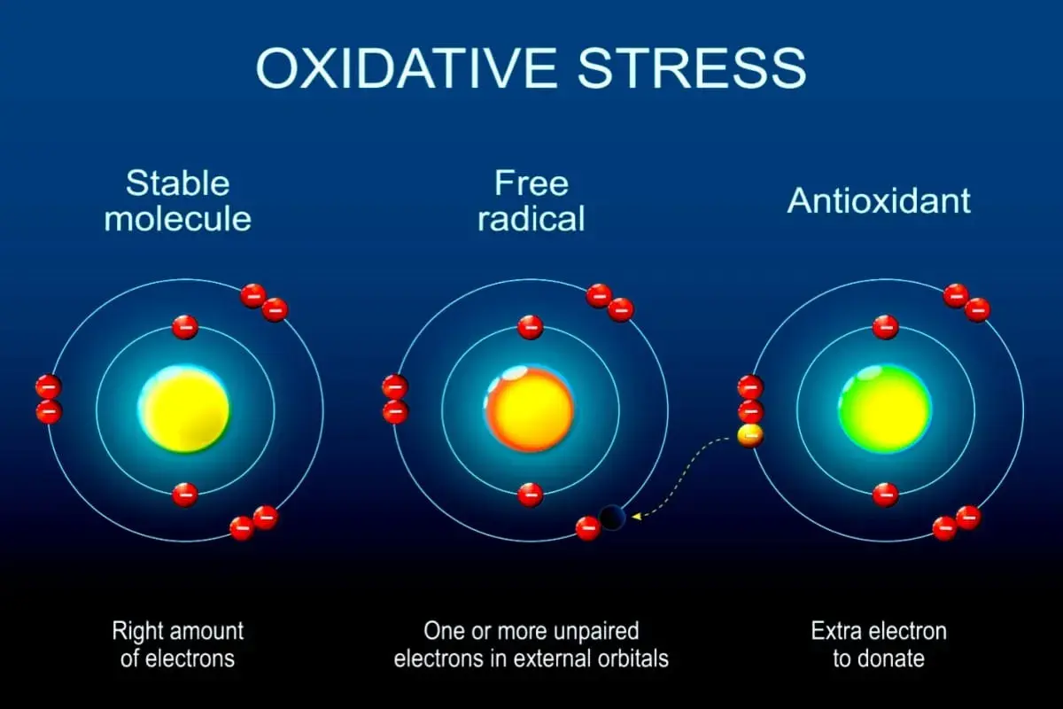 Illustration visar hur fria radikaler kan skada huden. En instabil molekyl med en oparad elektron söker en annan, medan en antioxidant donerar en elektron för att stabilisera.