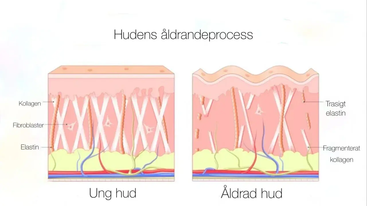 Illustration visar hur kollagen i huden bryts ner med åldern, vilket påverkar hudens elasticitet och utseende.